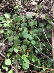 Viola cleistogamoides