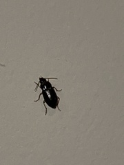 Selenophorus