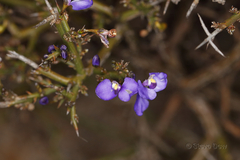 Comesperma