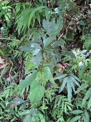 Maesa perlaria formosana