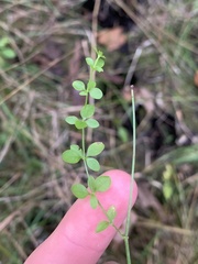 Galium palustre