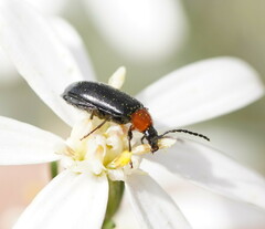 Tenebrionoidea