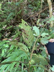 Maesa perlaria formosana