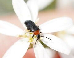 Tenebrionoidea