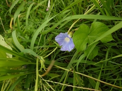 Ipomoea hederacea