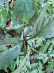 Maesa perlaria formosana