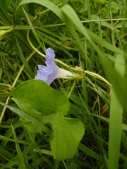 Ipomoea hederacea