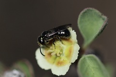 Ceratina acantha
