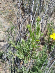 Balbisia peduncularis