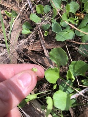 Viola cleistogamoides