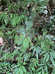 Maesa perlaria formosana