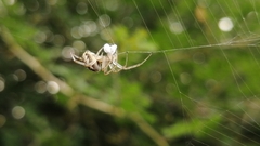 Neoscona theisi