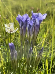 Gentianopsis barbata