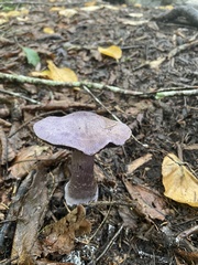 Cortinarius violaceus