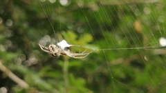 Neoscona theisi