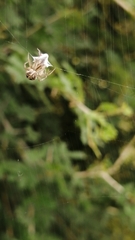 Neoscona theisi