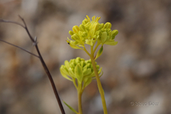 Glischrocaryon aureum