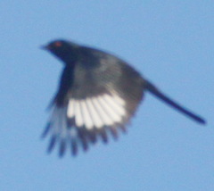 Phainopepla nitens