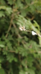 Neoscona theisi