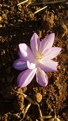 Colchicum persicum