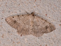 Frederickia nigricomma