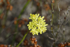 Glischrocaryon aureum