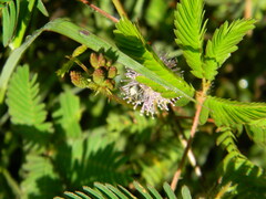 Exomalopsis