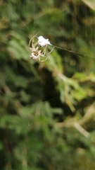 Neoscona theisi