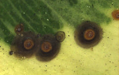 Chrysomphalus pinnulifer