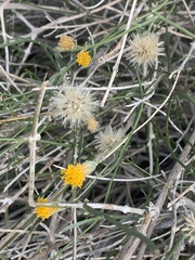 Bebbia juncea aspera