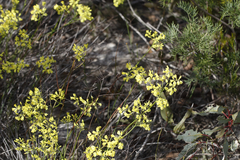 Glischrocaryon aureum