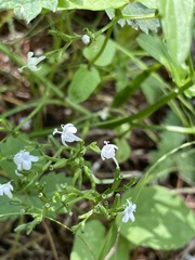 Valeriana dubia