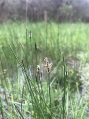Eleocharis acuta
