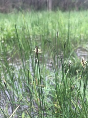 Eleocharis acuta