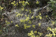 Glischrocaryon aureum