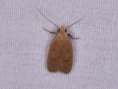 Inga obscuromaculella