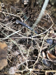 Systenocentrus luteobiseriatus