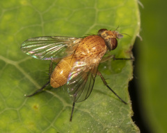 Siphona lutea