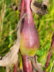 Gnorimoschema jocelynae