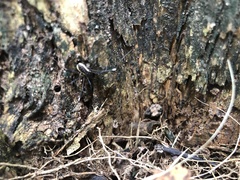 Systenocentrus luteobiseriatus