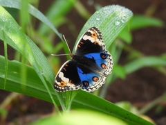 Junonia orithya