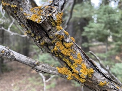Candelariaceae