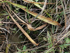 Cephaloziella