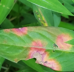 Septoria