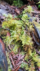 Climacium dendroides