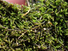 Cephaloziella