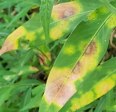 Septoria