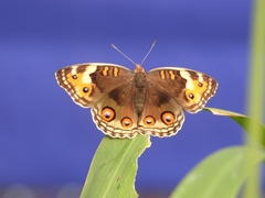 Junonia orithya