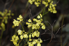 Glischrocaryon aureum