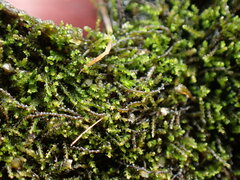 Cephaloziella
